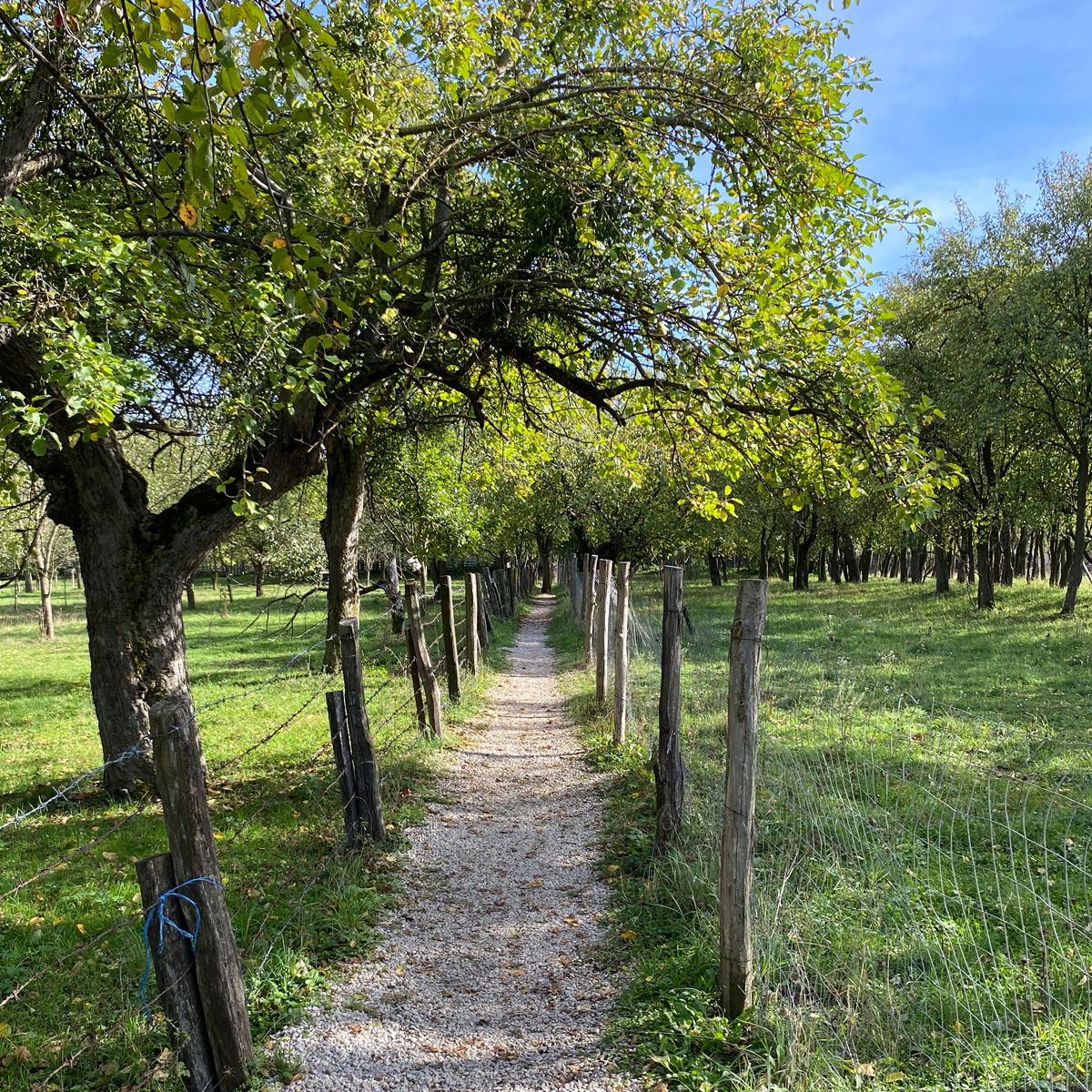 Image of Viscri Village