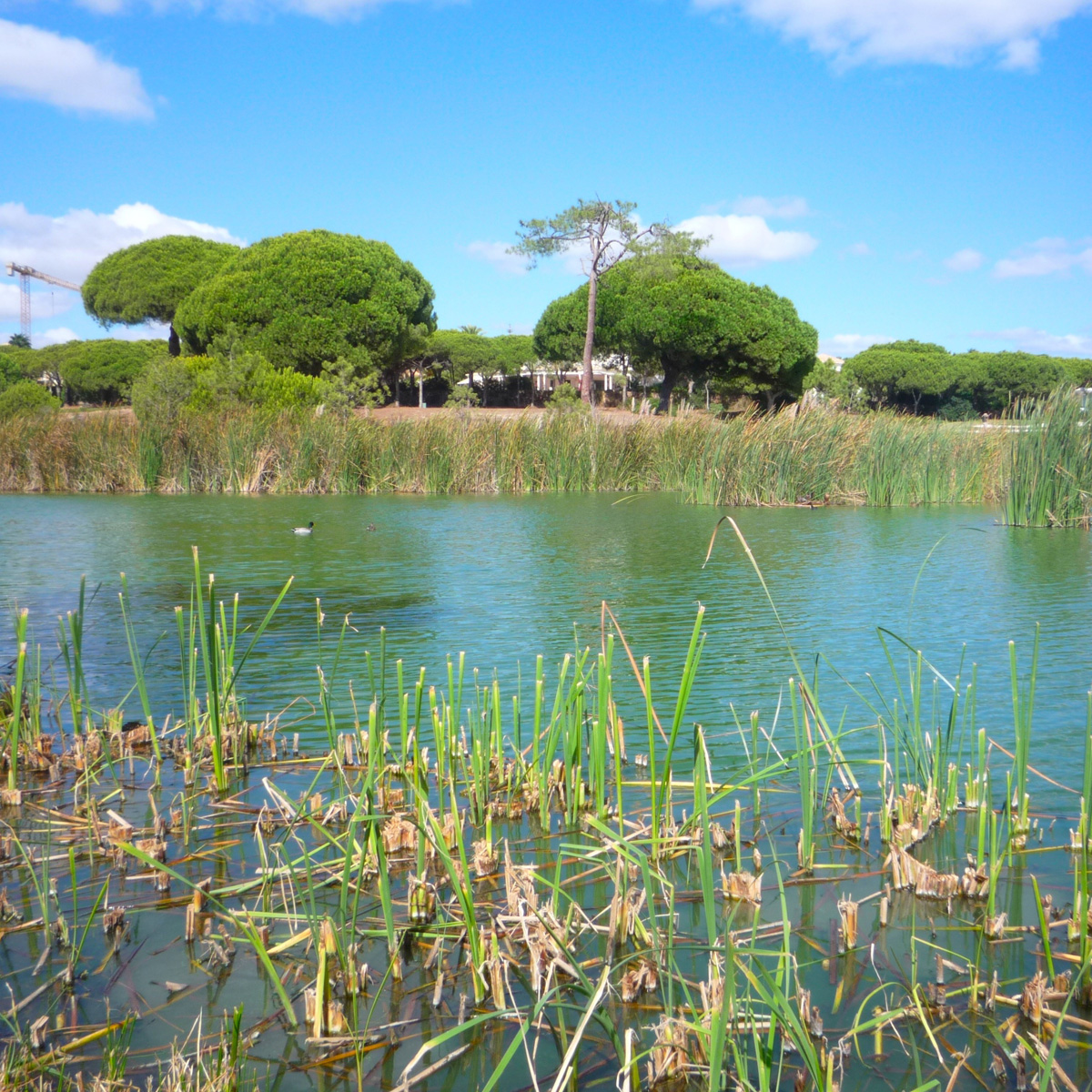 Image of Ria Formosa Natural Park