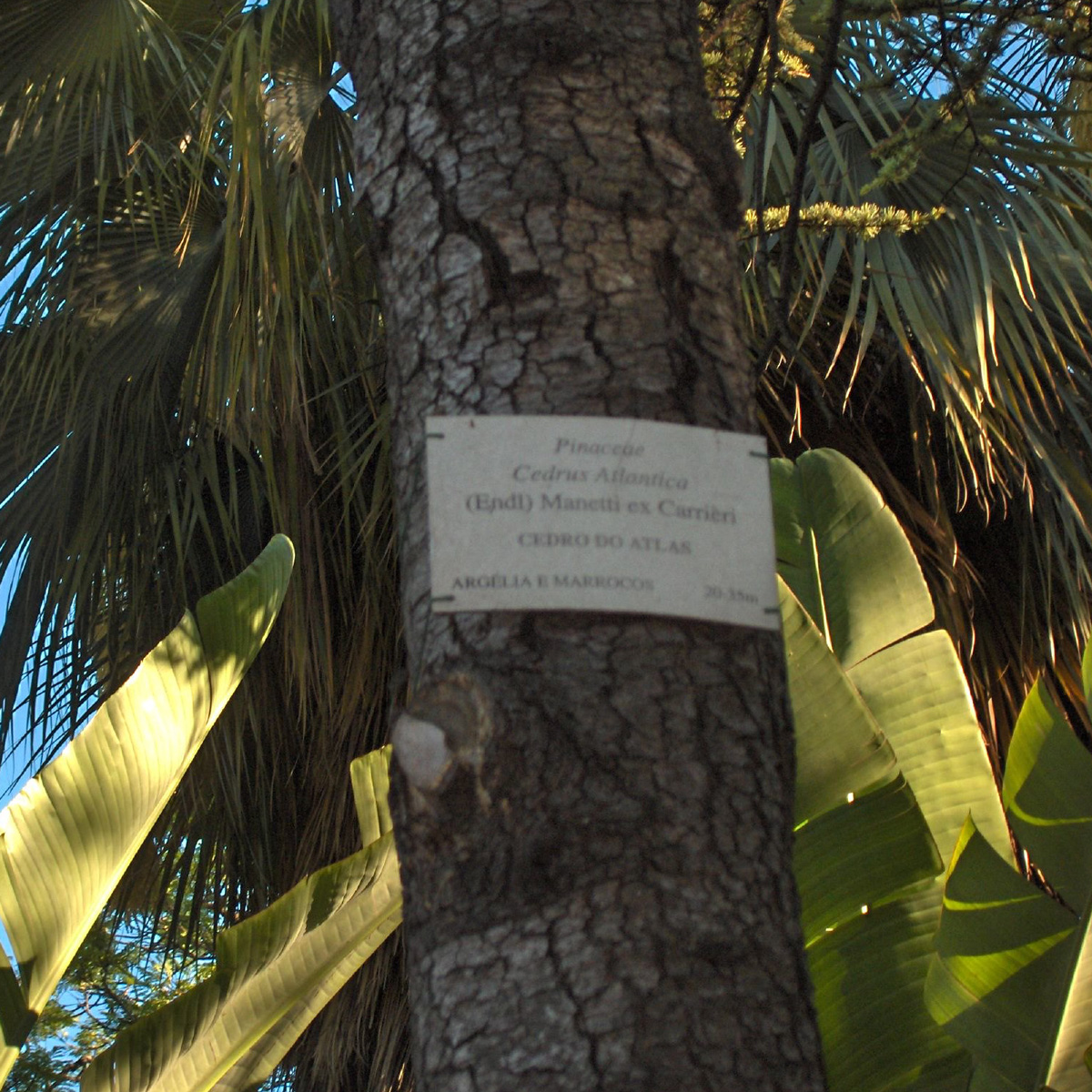 Image of Jardim do Príncipe Real