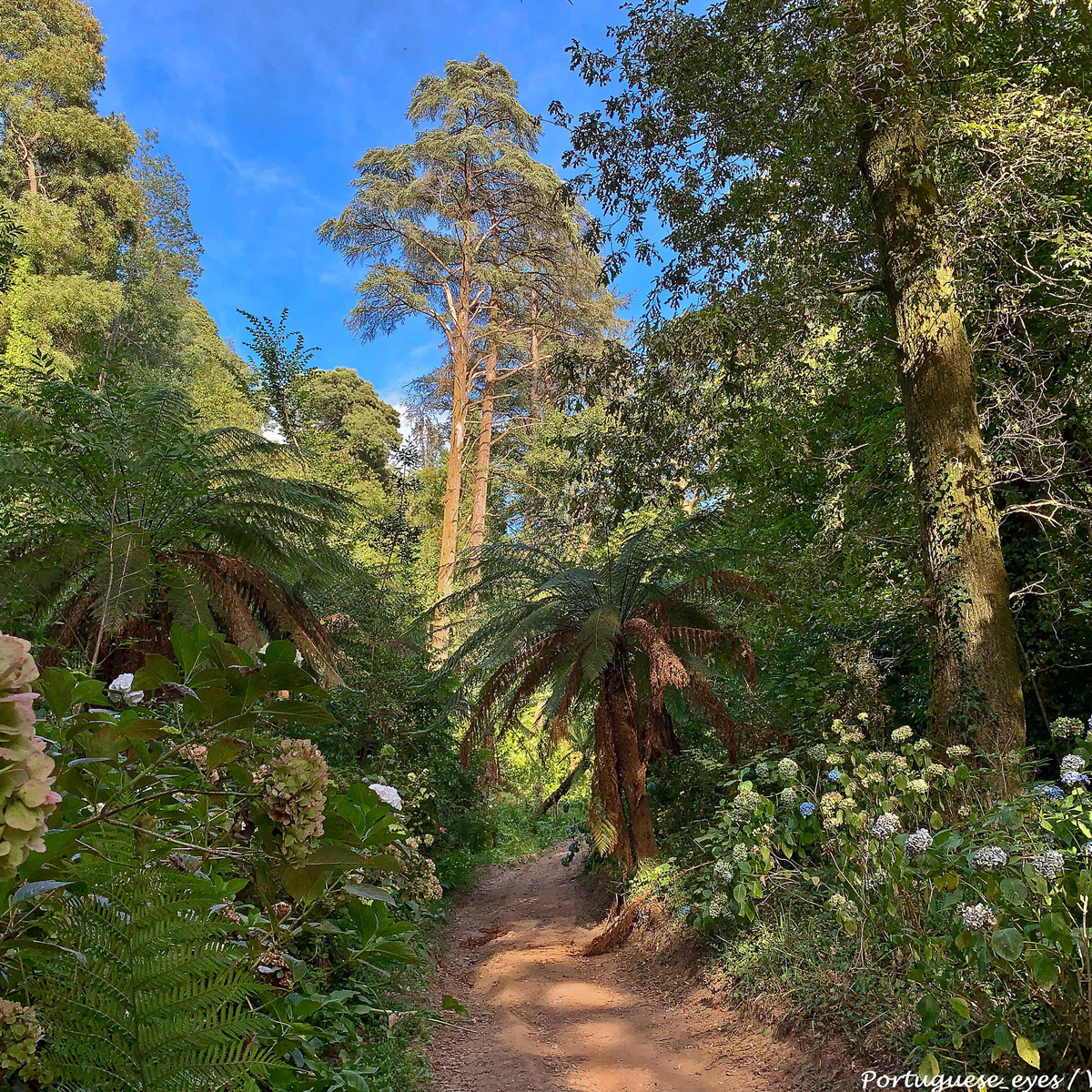 Image of Mata Nacional do Bussaco, Coimbra
